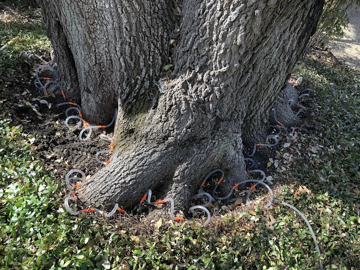 Detailed Tree Cabling and Bracing job site in Council Bluffs