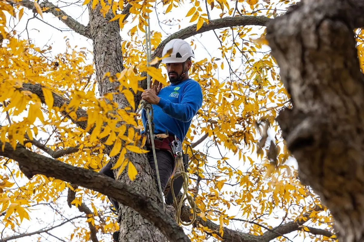 Skilled Storm Damage Cleanup crew working in Council Bluffs