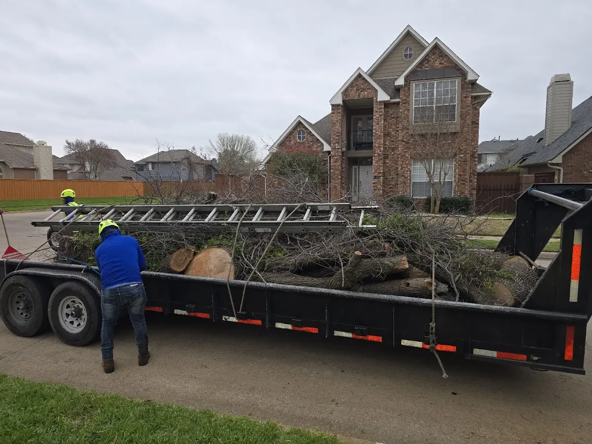 Expert Deadwooding with proper safety equipment in Council Bluffs